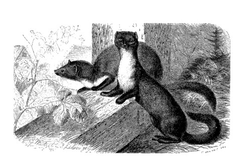 Beech marten