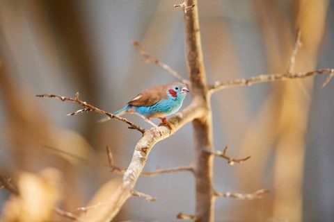 Red-cheeked cordonbleu
