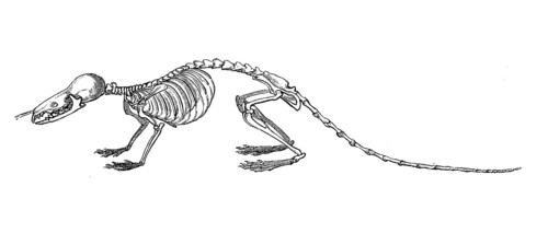Skeleton of the eurasian water shrew