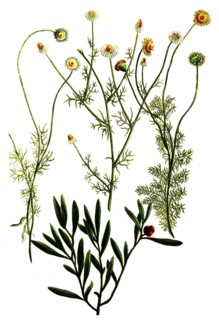 Botany