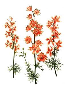 Botany