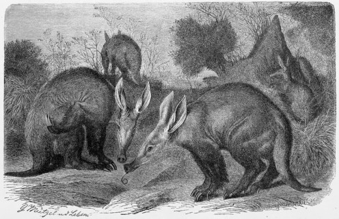 Aardvark