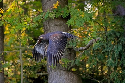 Harris's hawk