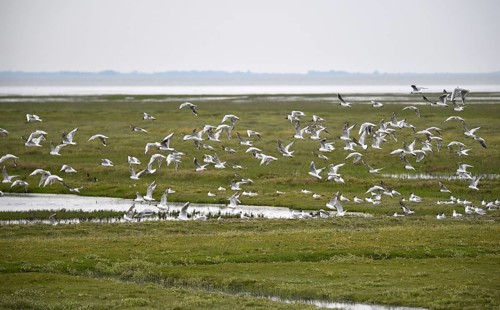 Black-headed gulls