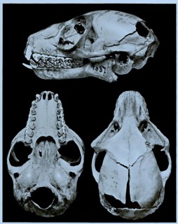 Skull bone