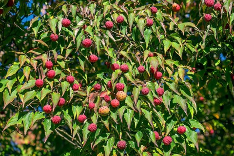 Kousa dogwood