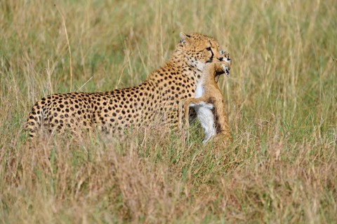 Cheetah