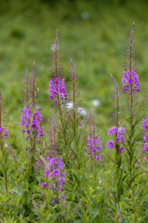 Blooming sally