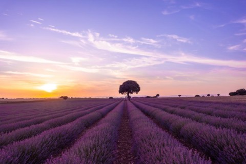 Lavender field at sunset