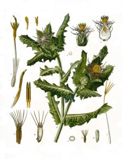 Medicinal plant