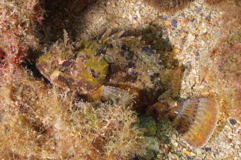 Black scorpionfish