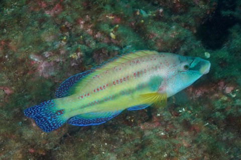 East atlantic peacock wrasse