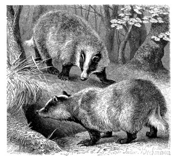 European badger