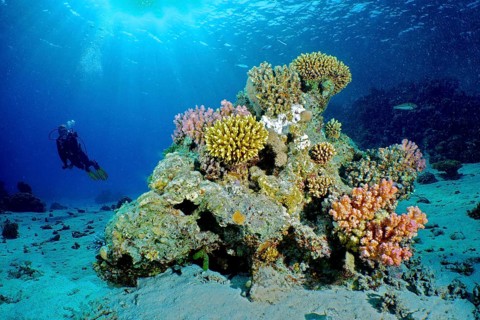 Large coral block with Low Staghorn Coral