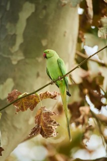 Monk parakeet