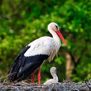 White stork