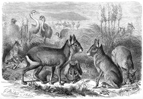 Great patagonian mara
