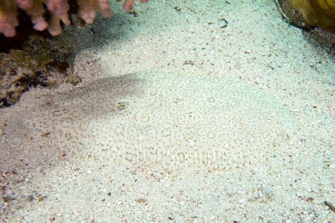 A well camouflaged finless sole