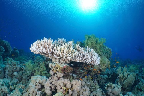 Pharaoh's Antler Coral