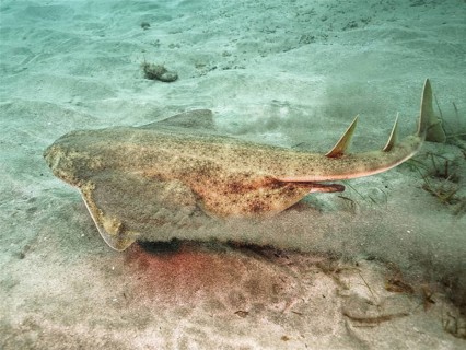 Monkfish