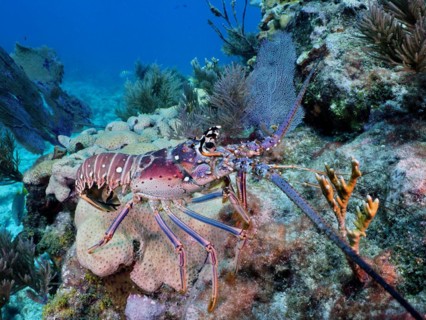 Caribbean spiny crayfish