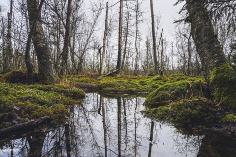 Nature reserve