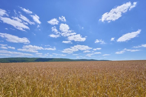 Landscape with spelt field