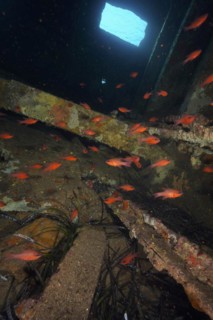 Shoal