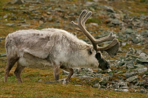 Svalbard reindeer