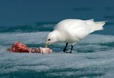 Ivory Gull