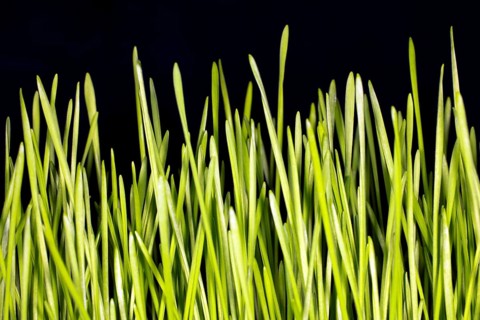 Durum