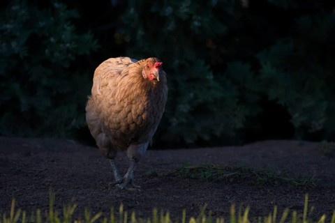 A free-range chicken runs in a sunspot at golden hour