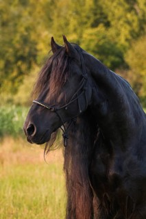 Portrait of a black stallion with a long mane