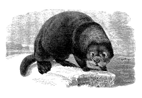Sea otter