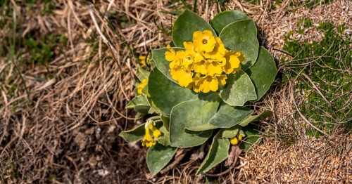 Yellow auricula