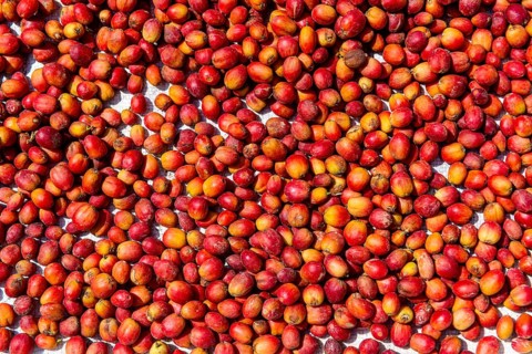 Drying coffee beans