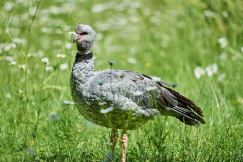 Southern screamer