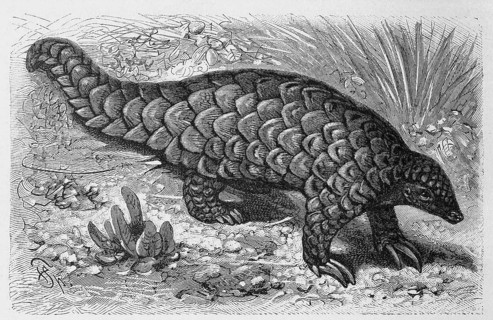 Chinese pangolin