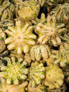 A big pile of Pattison pumpkin