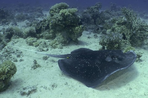 Blackspotted stingray