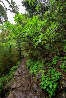 DIchter forest with giant sow thistle