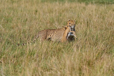 Cheetah