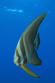 Orbicular batfish