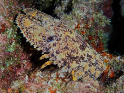 American bear crab