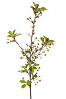 Sour cherry