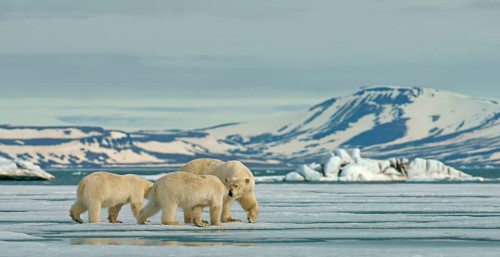 Polar bears