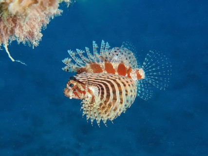 Lionfish Red Sea Dwarf Lionfish