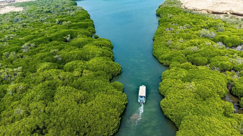 Aerial of the Mangrove forest