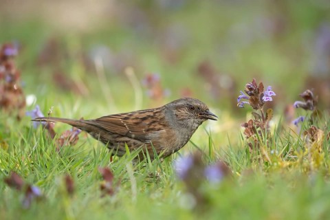 Dunnock or Hedge sparrow