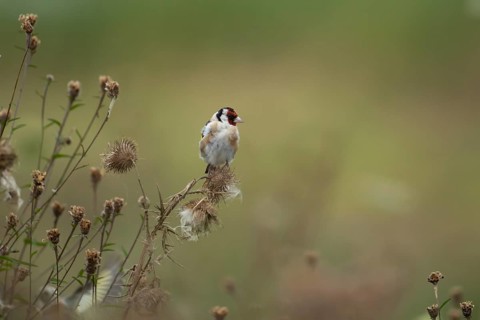European goldfinch